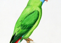 Camiguin Hanging Parrot