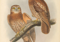 Camiguin Hawk-owl