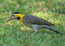 Campo Flicker