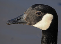Canada Goose