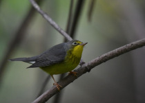 Canada Warbler
