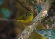 Canary Islands Chiffchaff