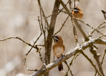 Canebrake Spinetail