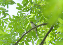 Canton Paradise-Flycatcher