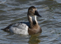 Canvasback