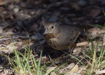 Canyon Towhee