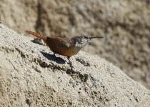 Canyon Wren