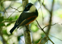 Cape Batis
