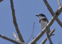 Cape Batis