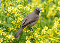 Cape Bulbul