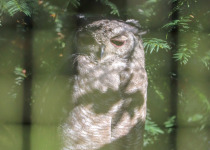 Cape Eagle-Owl