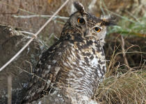 Cape Eagle-Owl