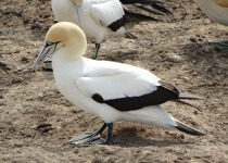 Cape Gannet