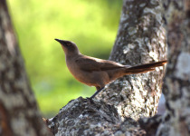 Cape Glossy Starling