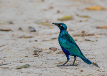 Cape Glossy Starling