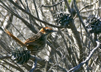 Cape Grassbird