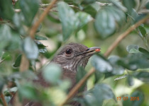 Cape Rock-Thrush