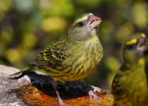 Cape Siskin