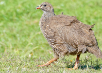 Cape spurfowl