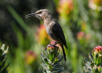 Cape Sugarbird