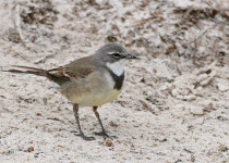 Cape Wagtail