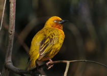 Cape Weaver