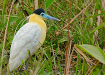 Capped Heron