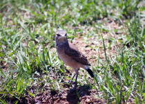 Capped Wheatear