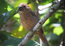 Caqueta Seedeater