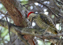 Cardinal Woodpecker