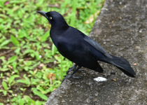 Carib Grackle