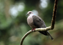 Caribbean Pigeon