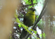 Carmiol's Tanager