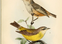 Carolina Penduline-Tit