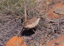 Carpentarian Grasswren