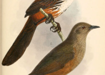 Carpentarian Grasswren