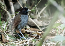 Carriker's Antpitta