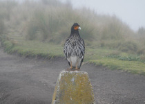 Carunculated Caracara