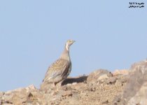 Caspian Snowcock