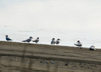Caspian Tern