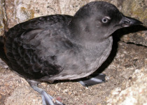 Cassin's Auklet