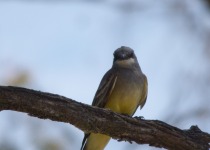 Cassin's Kingbird