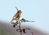 Cassin's Sparrow