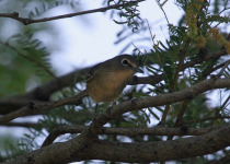 Cassin's Vireo