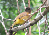 Catanduanes Bulbul