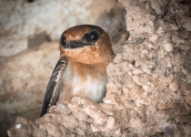 Cave Swallow