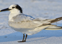 Cayenne Tern