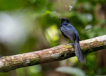 Cebu Flowerpecker