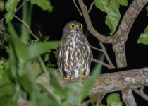 Cebu hawk-owl