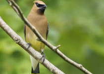Cedar Waxwing